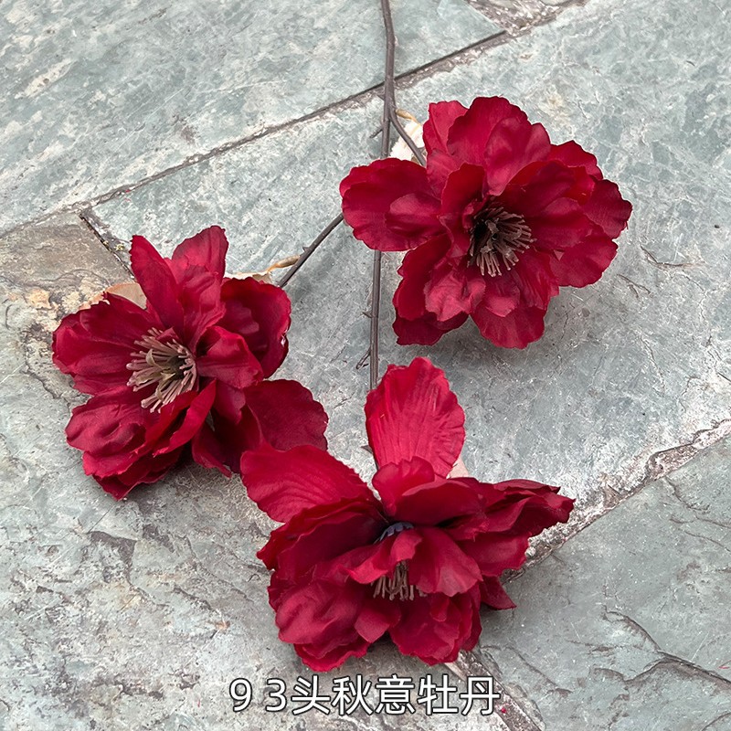 Rouge, pivoine d'automne rouge à 9 têtes