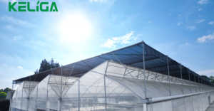 Nông Nghiệp Nông Nghiệp Trồng Thủy Canh Đường Hầm Hàng Đầu Răng Cưa Mái Răng Cưa Nhà Kính Cho Rau - Product Image 6