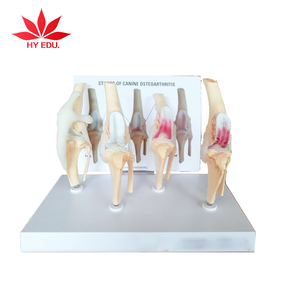 Mô hình y tế phổ biến nhất về bệnh lý khớp gối chó - Mô hình giáo dục về khớp - Product Image 5