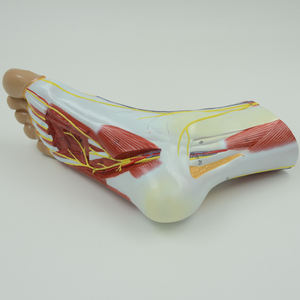 Modelo <span class=keywords><strong>de</strong></span> anatomía del pie humano <span class=keywords><strong>de</strong></span> tamaño real para <span class=keywords><strong>la</strong></span> <span class=keywords><strong>pierna</strong></span>, modelos anómicos para <span class=keywords><strong>la</strong></span> Educación, arterial médica y sistema nervioso, 4 piezas - Product Image 4