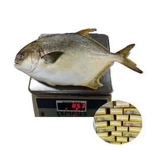 Pomfret Dorado Congelado 600-800g, Pompano Dorado de Cultivo Chino, Pomfret Dorado Entero Redondo - Product Image 1