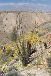 DesertUSAモダンデザインDesert Garden Semencesスターターキット10ポット砂漠サボテンと野生の花デジタル素材 - Product Image 5