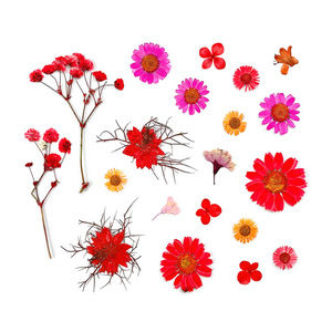 Early Riser Wholesale 20PCS Dried <strong>Flower</strong> <strong>Press</strong> Mixed DIY Dehydrated Natural Dried <strong>Flower</strong> Packaging Resin Makeup - Product Image 5