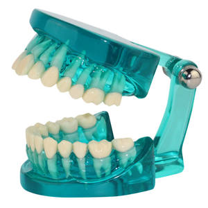 Modèle dentaire anatomique transparent - Modèle standard de racine dentaire et de <span class=keywords><strong>dentition</strong></span> <span class=keywords><strong>adulte</strong></span> - Ressources pédagogiques - Product Image 4