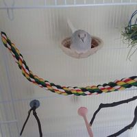 Nouveau Nid d'Oiseau en Corde de Coton Tressé à la Main pour Cage Suspendue, Abri de Reproduction Adapté aux Perruches, Canaris et Autres Oiseaux