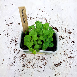 Pack de 2150+ variétés d'herbes non-OGM, variétés anciennes, jardin culinaire, basilic, <span class=keywords><strong>thym</strong></span>, pour l'intérieur/l'extérieur, marqueurs bonus, guide de culture - Product Image 1