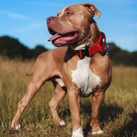 Collier tactique pour chien en nylon robuste de qualité supérieure, avec poignée rembourrée en néoprène, patchs personnalisables, vente en gros, collier d'entraînement pour chien pour l'extérieur