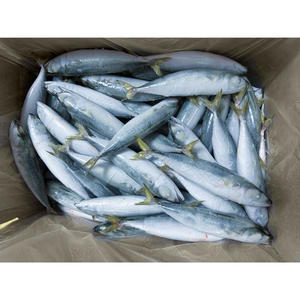 La mejor caballa de mar congelada en venta, pescado de caballa congelado en venta, pescado de caballa del Pacífico congelado - Product Image 3
