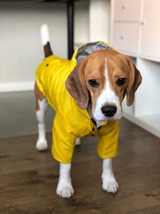Impermeable de Lujo para Perros Grandes Qiqu, Chubasquero Amarillo Resistente al Viento para Cachorros y Mascotas, Ideal para Primavera y Halloween - Product Image 2