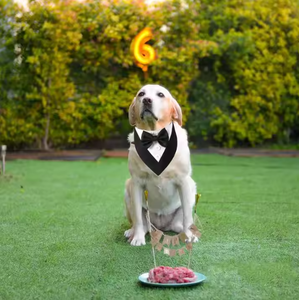 Gaun pernikahan anjing RM Tuxedo, <span class=keywords><strong>Bandana</strong></span> poliester Solid dengan dasi kupu-kupu untuk semua musiman, musim panas musim semi untuk kostum ulang tahun kucing - Product Image 3