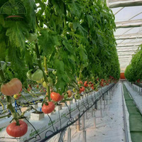 Serre agricole multi-travées en film PE de type arche pour la culture de poivrons, laitues, concombres, tomates, piments, fraises, myrtilles