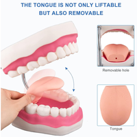 Tondeuse 6 fois élargie pour implant dentaire modèle de laboratoire dentaire modèle dentaire modèle dentaire