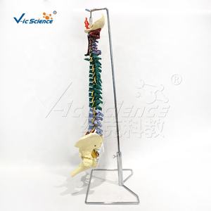 Modelo de Huesos de la <span class=keywords><strong>Columna</strong></span> Vertebral y Aparatos Derivados Avanzado de 85 cm para Anatomía Ósea - Product Image 6