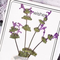Rumput Henbit Deadnettle Dengan Cabang, Paket Campuran Seri, Untuk Scrapbooking, Resin Epoksi, Tanaman Alami, Ramah Lingkungan