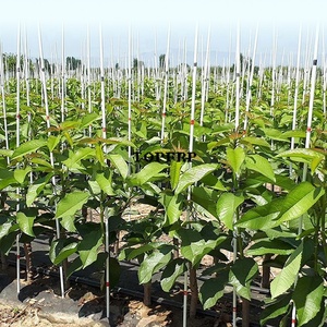 UV Resistant Durable Solid FRP Fiberglass Support Rod - Product Image 6