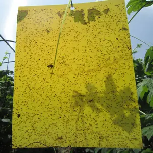 Perfekte PP-Platte große Fläche gelbe haftende Fallen Fruchtfliegenfalle für Indoor/Outdoor