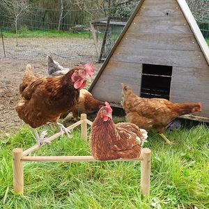 Hábitat de entrenamiento de marco de madera grande para pollos, gallinas, raíces fuertes, gallinero, cuidador, 2 juguetes de pollo, accesorios para loros - Product Image 5