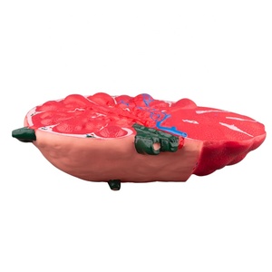 Modèle d'agrandissement de ganglion lymphatique en résine PVC robuste nouvel équipement éducatif - Product Image 5