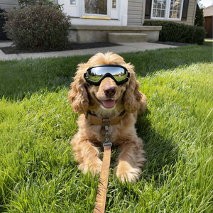 Lunettes de protection transparentes pour chiens de grande race, lunettes de soleil anti-UV pour chiens de taille moyenne à grande - Product Image 6