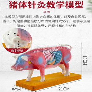 Modèle anatomique de porc, modèle d'acupuncture porcine, modèle d'anatomie animale, modèle de points d'acupuncture animale, aides pédagogiques vétérinaires - Product Image 4