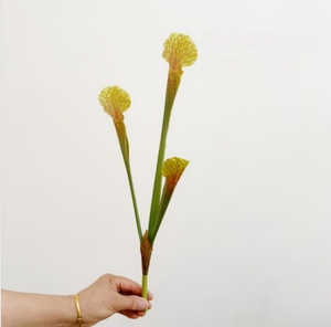 Nouveaux Arrivages Bouteille Artificielle Herbe Pichet <span class=keywords><strong>Plante</strong></span> <span class=keywords><strong>Venus</strong></span> Flytrap <span class=keywords><strong>Fleur</strong></span> Artificielle pour Mariage Noël Halloween Floral - Product Image 5