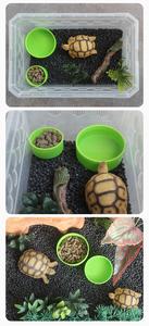 Bol à nourriture pour reptiles en plastique rond vert et noir, diverses couleurs, écologique, bol à eau pour reptiles pour dragon barbu - Product Image 5