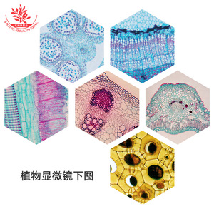 Juego de 100 Portaobjetos con Especímenes de Plantas para Estudiantes de Primaria y Secundaria: Estructuras Típicas, Color Rojo Zafiro Claro y Verde Rápido - Product Image 3