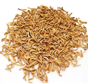 सूखे मेल्वर्म उच्च प्रोटीन सूखे मेलवर्म - Product Image 1