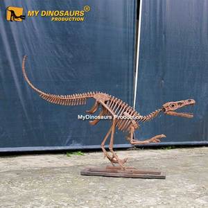 Modelo <span class=keywords><strong>de</strong></span> <span class=keywords><strong>Esqueleto</strong></span> <span class=keywords><strong>de</strong></span> <span class=keywords><strong>Velociraptor</strong></span> <span class=keywords><strong>de</strong></span> la Exhibición Histórica <span class=keywords><strong>de</strong></span> Dinosaurios My Dino DS018 en Venta - Product Image 5