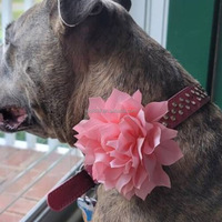 Collier pour chien en nylon solide en stock, accessoire de mariage pour animaux de compagnie, embellissement en tissu pour fermeture