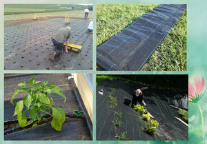 Tappetino In tessuto per copertura del suolo erbaccia campione gratuito agricolo altri prodotti per l'agricoltura abbinati a tessuto Agro nello Shandong - Product Image 5