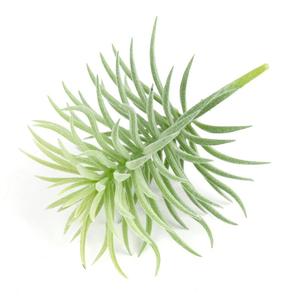 Planta Artificial Realista con Puntas en Degradado <span class=keywords><strong>de</strong></span> Verde a Oro Rosa <span class=keywords><strong>para</strong></span> Arreglos Decorativos y Decoración del Hogar - Product Image 5