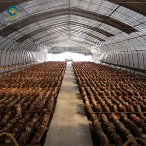 Sainpoly Low Cost Greenhouse Black Out Greenhouses Mushroom Farm Greenhouse