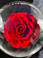 Kotak Bunga Mawar Abadi Asli 12*20cm Gaya Beauty Beast dengan Kubah Kaca, Hadiah Romantis untuk Hari Valentine, Dekorasi Rumah