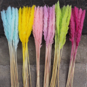 Plumas esponjosas de hierba de pampas pequeñas conservadas a la moda, ideales para arreglos de mini jarrones, decoración Bohemia y <span class=keywords><strong>detalles</strong></span> de boda - Product Image 1