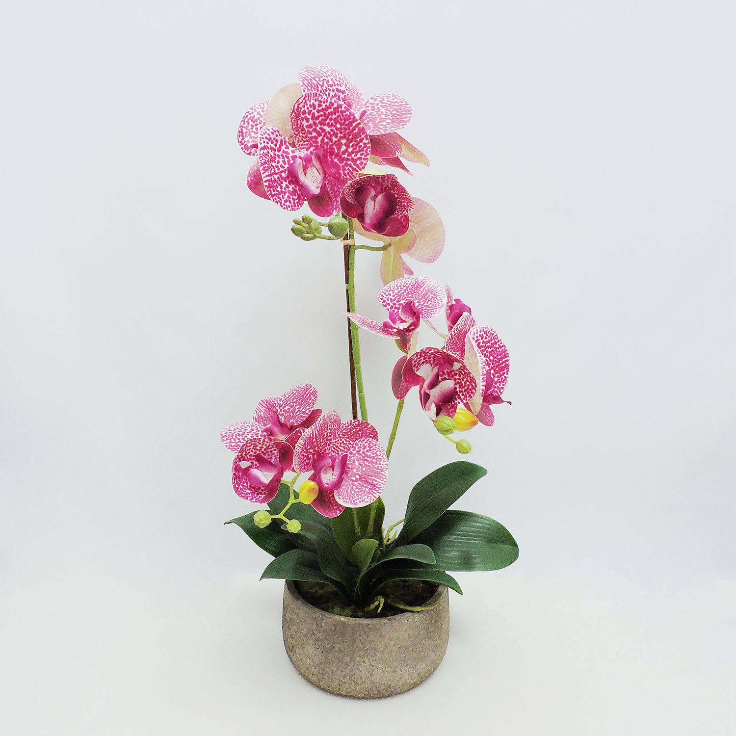 Orchidea con P7690R-59 pentola di cemento