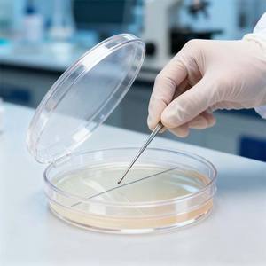 Commercio all'ingrosso monouso 55*55mm polipropilene plastica Petri in resina Petri piatto monouso Petri - Product Image 1