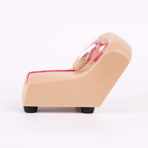 Modelo Anatómico de Anticonceptivo Intrauterino de Alta Calidad Marca Yulin, Modelo Dental Avanzado de PVC, Color Piel, Certificado ISO, YL-03047 - Product Image 2