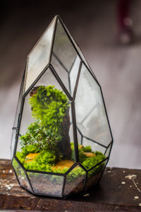 Không thường xuyên gần hình học thủy tinh bán buôn Acrylic <span class=keywords><strong>Terrarium</strong></span> bò sát PVC Acrylic Pet lồng DIY trang trí nội thất tường nghệ thuật để nhà máy Terra - Product Image 2
