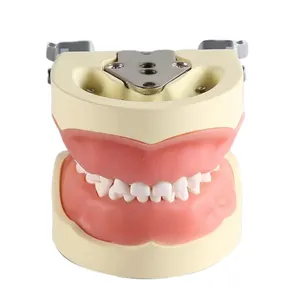 어린이 낙엽 치아 표준 교정 연구 치과 의사 해부학 치과 typodont 모델 치아 모델