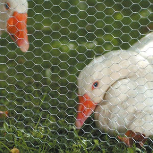Cerca hexagonal de jardín de animales, malla galvanizada para <span class=keywords><strong>pollo</strong></span>, 6 pies de altura, 45m de longitud - Product Image 5