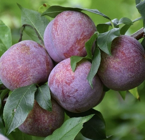 Succo <span class=keywords><strong>di</strong></span> <span class=keywords><strong>frutta</strong></span> naturale aromatizzato liquido per uso alimentare aromi prugna sapore essenza per bevande snack - Product Image 2