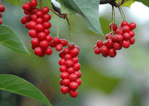 Extrato de schisandra chinensis natural puro, atacado - Product Image 4