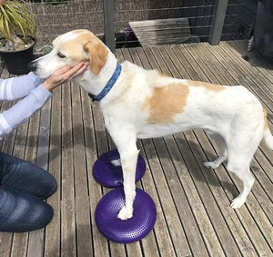 USMILEPET PVC <b>Dog</b> Exercise <b>Pad</b> Balance Disc Cushion <b>for</b> Rehab Strength Endurance Conditioning Pet <b>Training</b> Supplies - Product Image 4