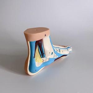 Modèle d'anatomie transversale latérale du <span class=keywords><strong>pied</strong></span> humain, avec affichage coloré des os, des ligaments et des muscles, pour l'enseignement de la biologie et de la podologie - Product Image 4