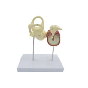 Modelo 3D de Anatomía del Oído Humano, Modelo de Oído Exterior, Medio e Interior con Base, 3 Piezas, 2 Desmontables - Product Image 3