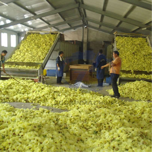 Cabbage shredding and <b>drying</b> Large-capacity continuous vegetable mesh belt <b>drying</b> <b>equipment</b> - Product Image 2