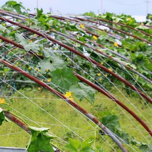 Filet de soutien pour <span class=keywords><strong>plantes</strong></span> 8gsm - 15x15cm pour légumes grimpants - Product Image 2