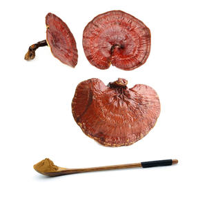 Extracto de seta de <span class=keywords><strong>Lingzhi</strong></span> orgánico, Café en espiral seco sin procesar, de Color negro, Ganoderma, Lucidum, Reishi - Product Image 3