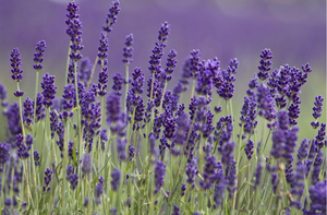 天然ラベンダー花エキス粉末10:1 20:1 Lavandula Angustifoliaエキス - Product Image 6